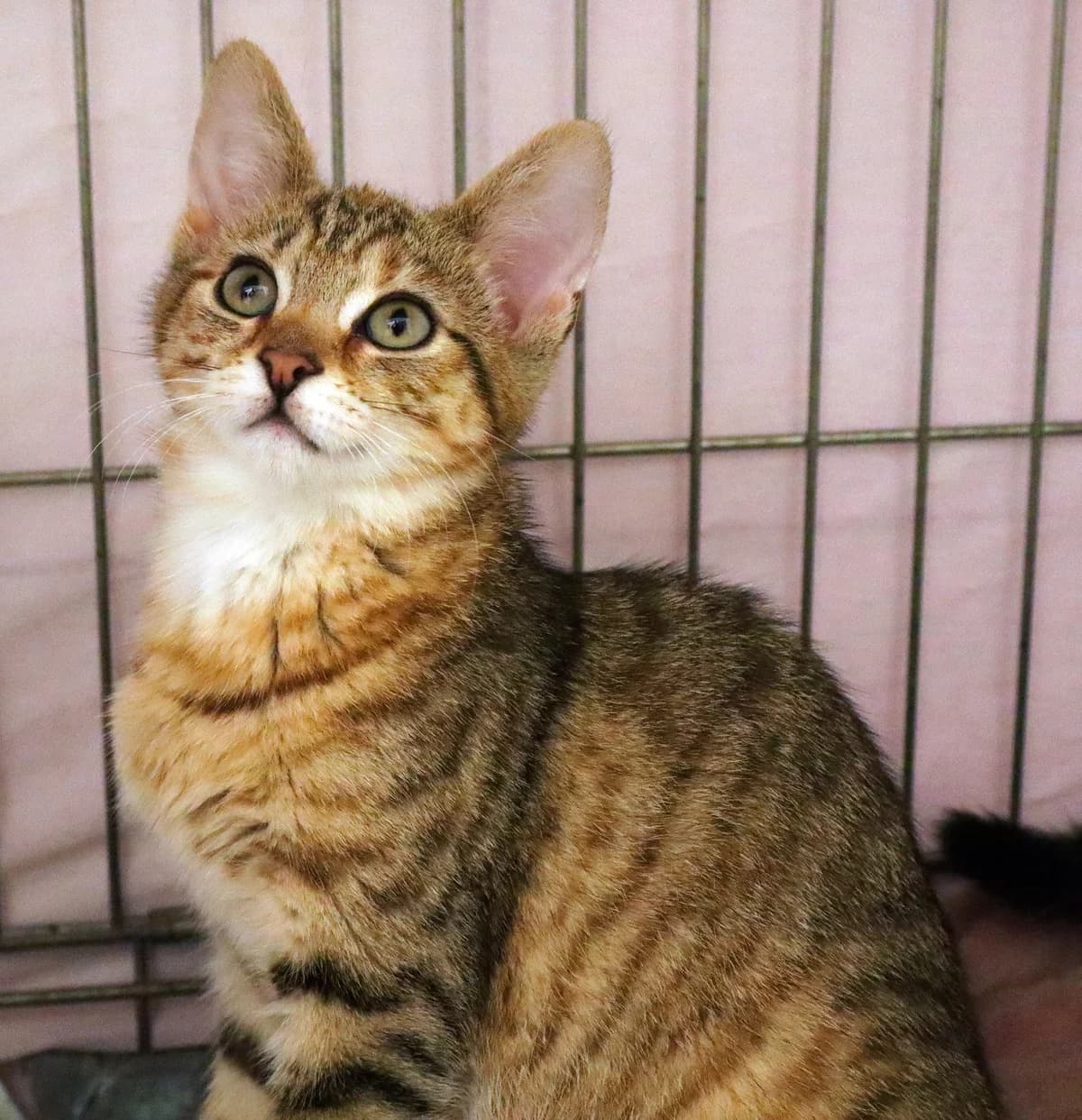 Lee, Mixed Breed for adoption at Schronisko dla Zwierząt w Słupsku