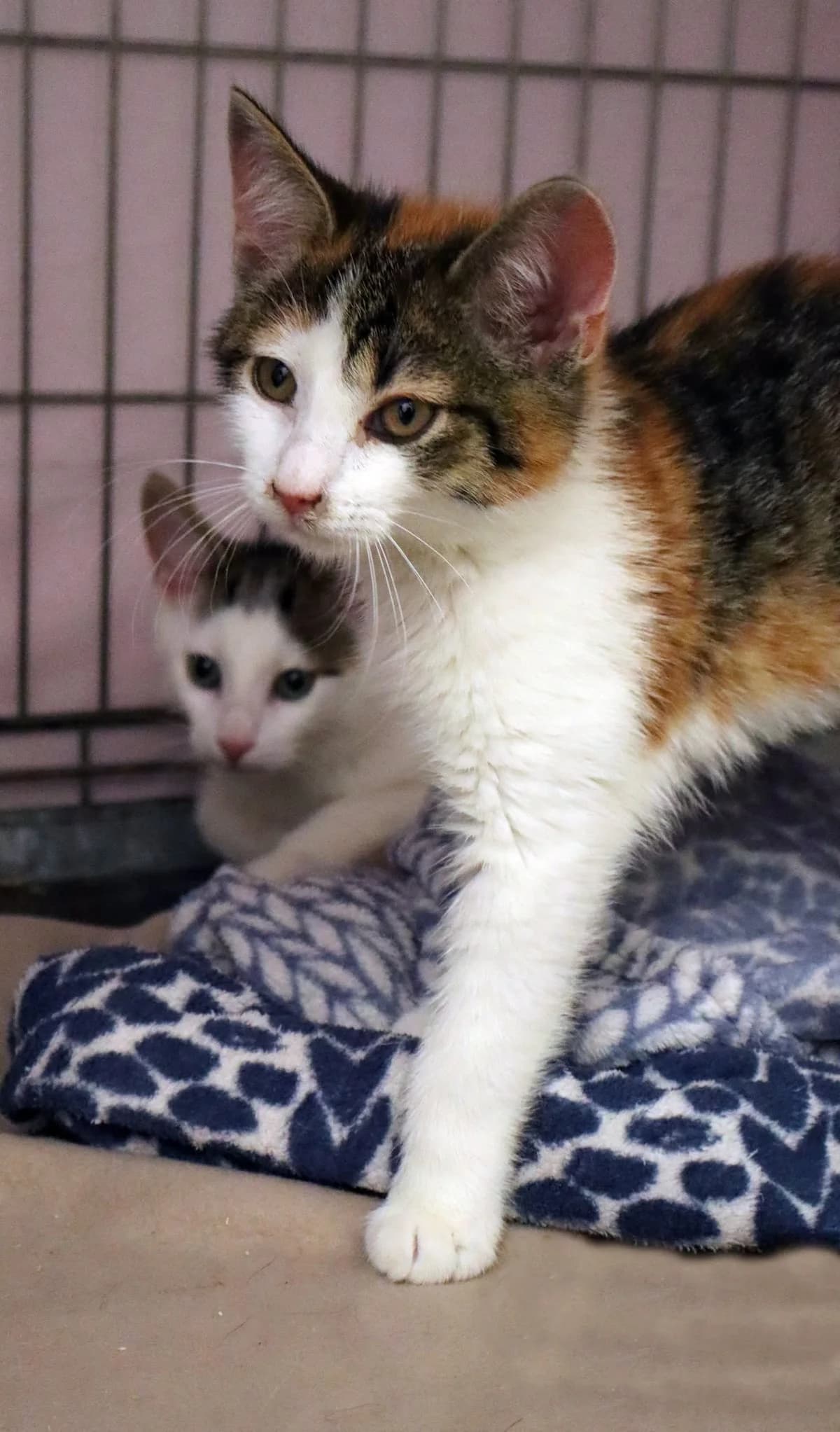 Scarlet, Mixed Breed for adoption at Schronisko dla Zwierząt w Słupsku