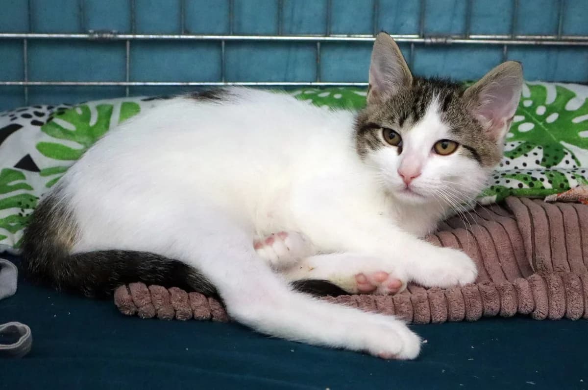 Parma, Mixed Breed for adoption at Schronisko dla Zwierząt w Słupsku