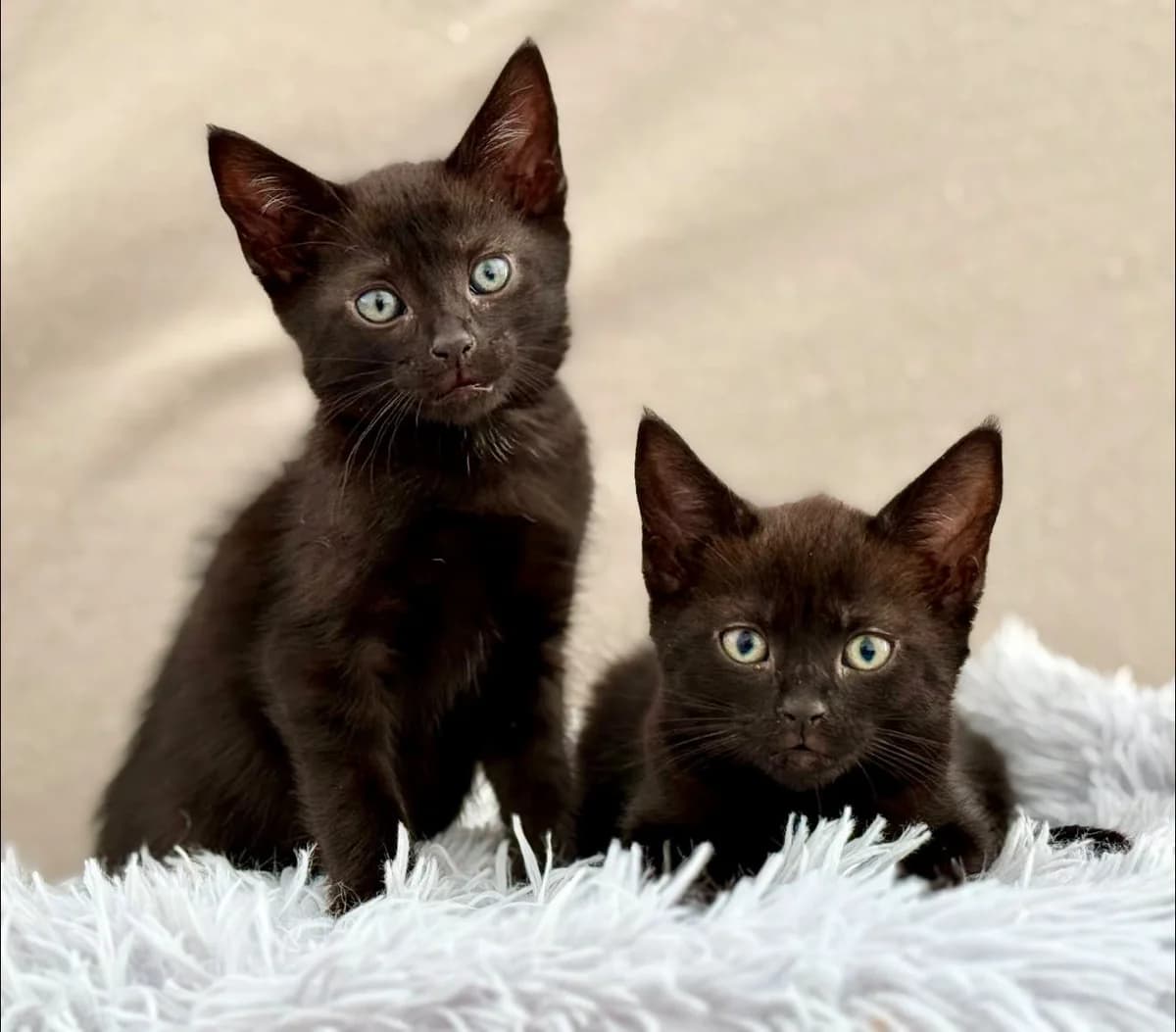Catsa i Darcy, Mixed Breed for adoption at Schronisko dla Zwierząt w Słupsku