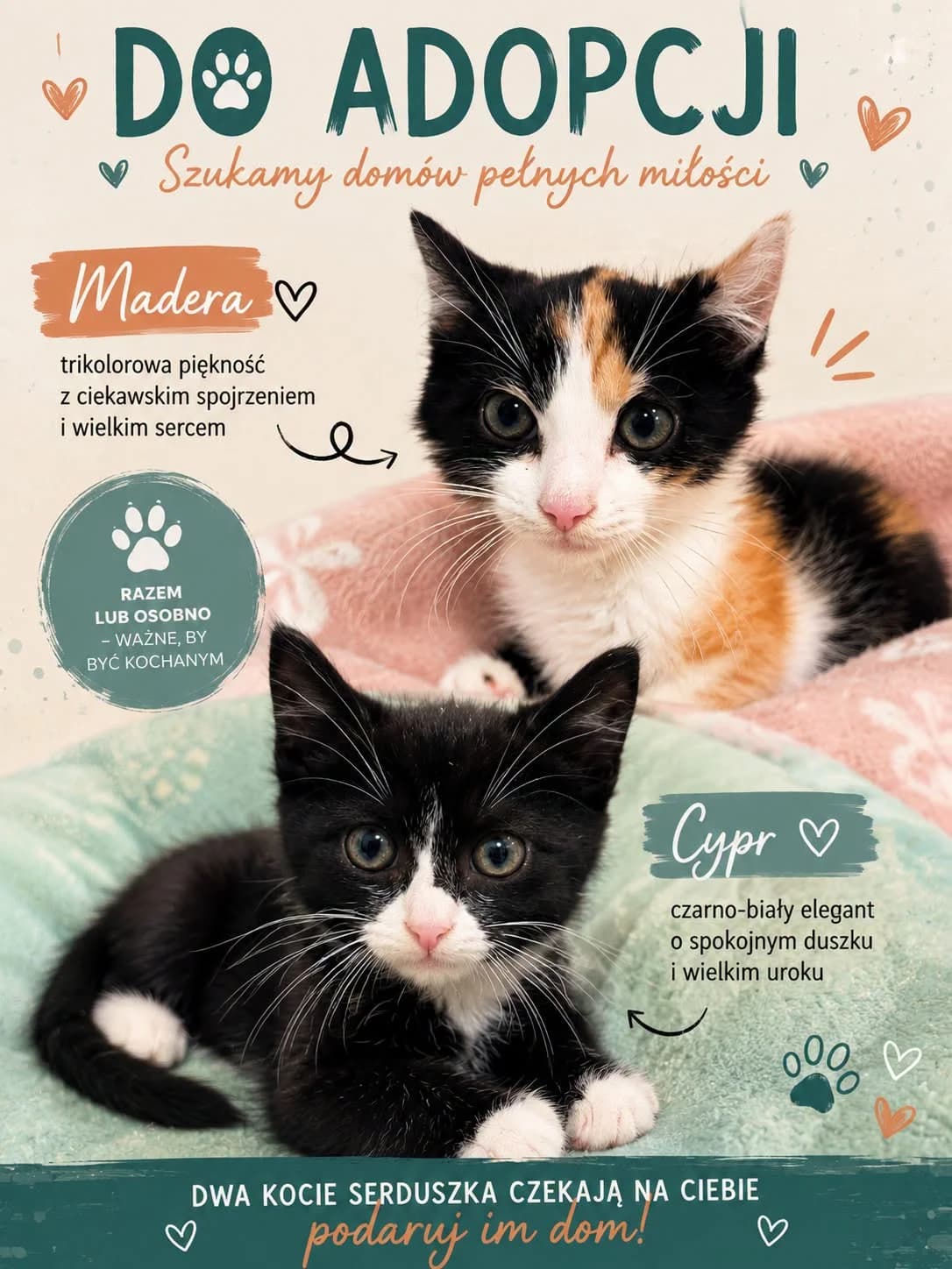 Cypr i Madera, Mixed Breed for adoption at Schronisko dla Zwierząt w Słupsku