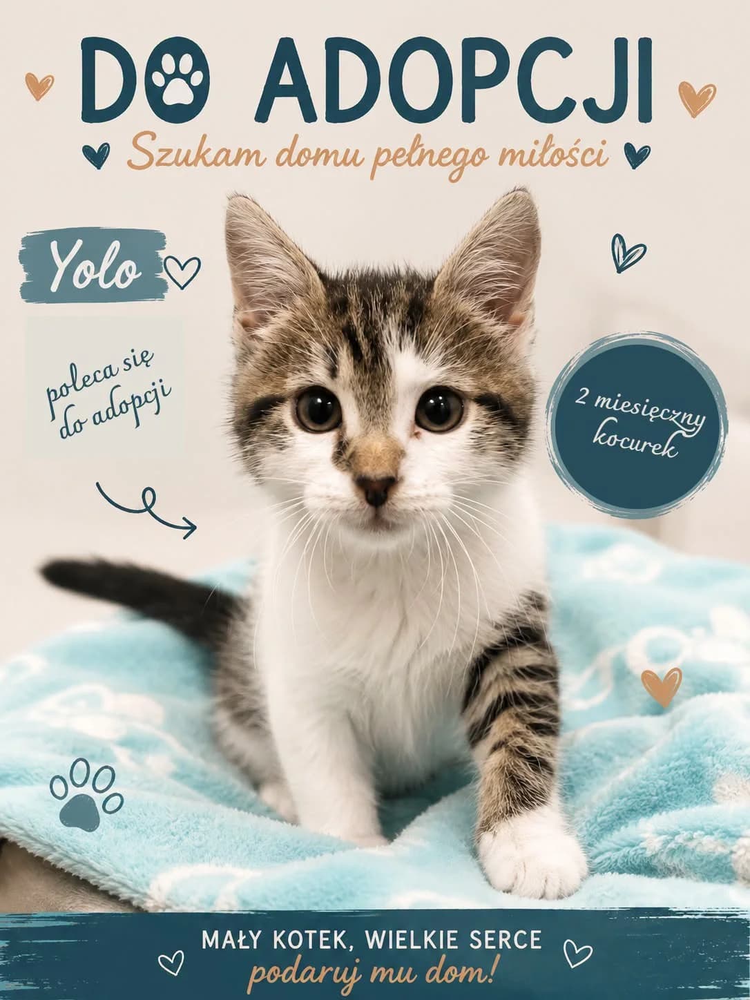 Yolo, Mixed Breed for adoption at Schronisko dla Zwierząt w Słupsku