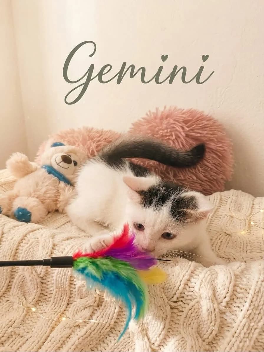 Gemini, Mixed Breed for adoption at Schronisko dla Zwierząt w Słupsku