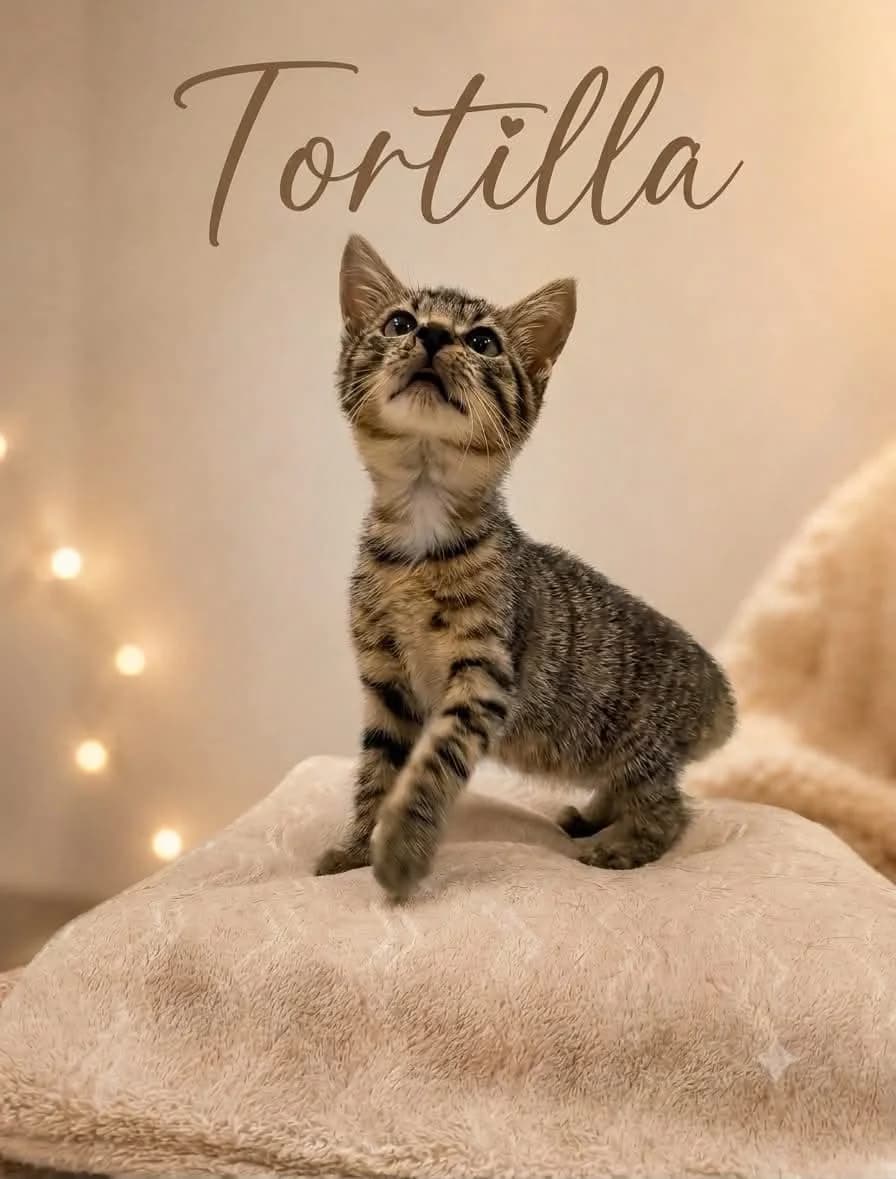 Tortilla, Mixed Breed for adoption at Schronisko dla Zwierząt w Słupsku