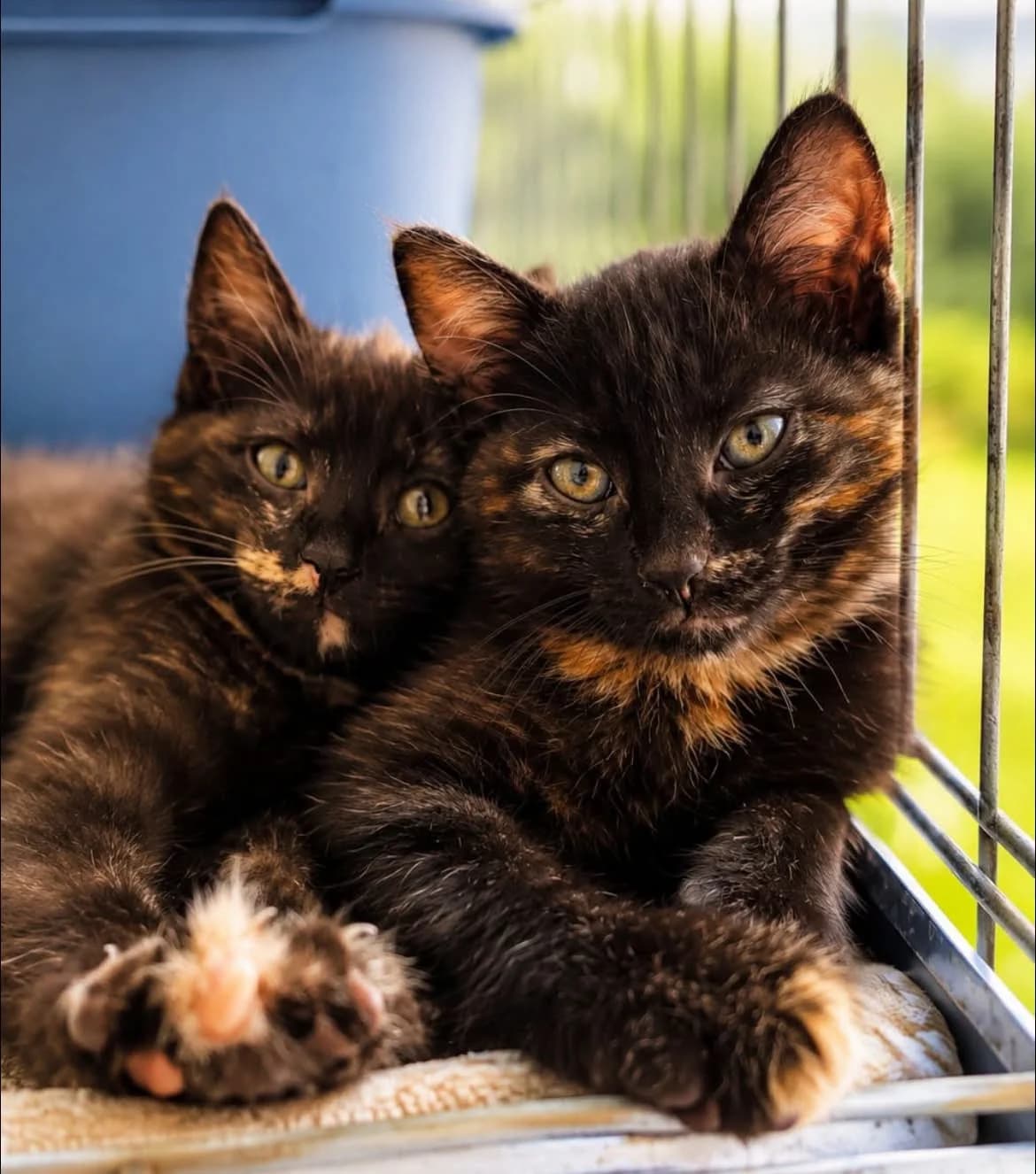 Sójka i Czajka, Mixed Breed for adoption at Schronisko dla Zwierząt w Słupsku