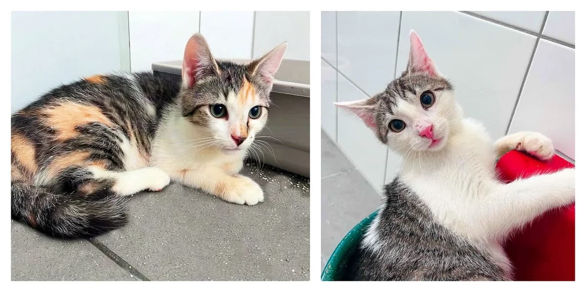 Kurka i Kania, Mixed Breed for adoption at Schronisko dla Zwierząt w Słupsku