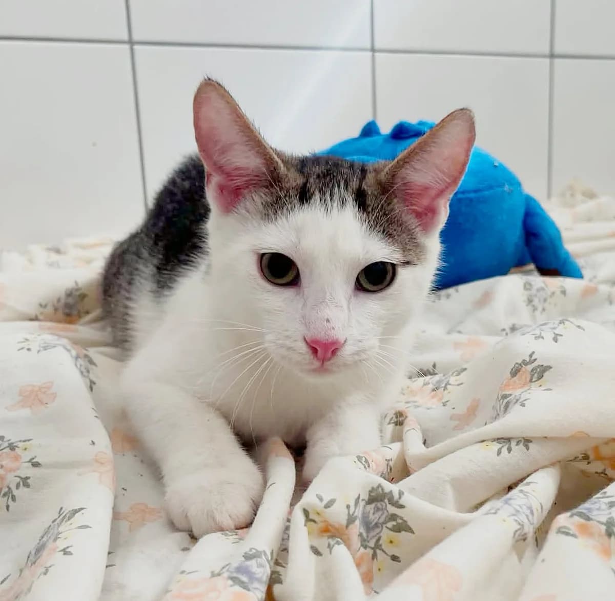 Wrangler, Mixed Breed for adoption at Schronisko dla Zwierząt w Słupsku