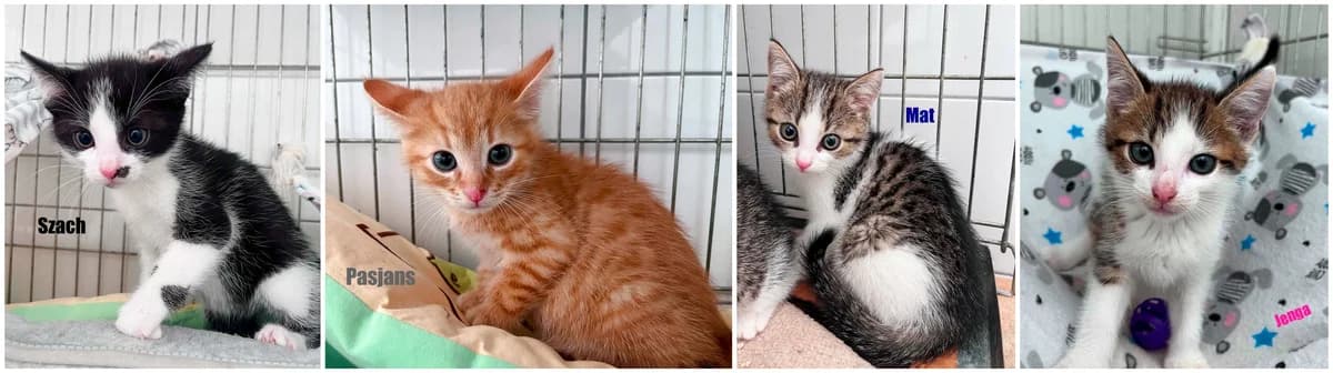 Kocięta do adopcji, Mixed Breed for adoption at Schronisko dla Zwierząt w Słupsku
