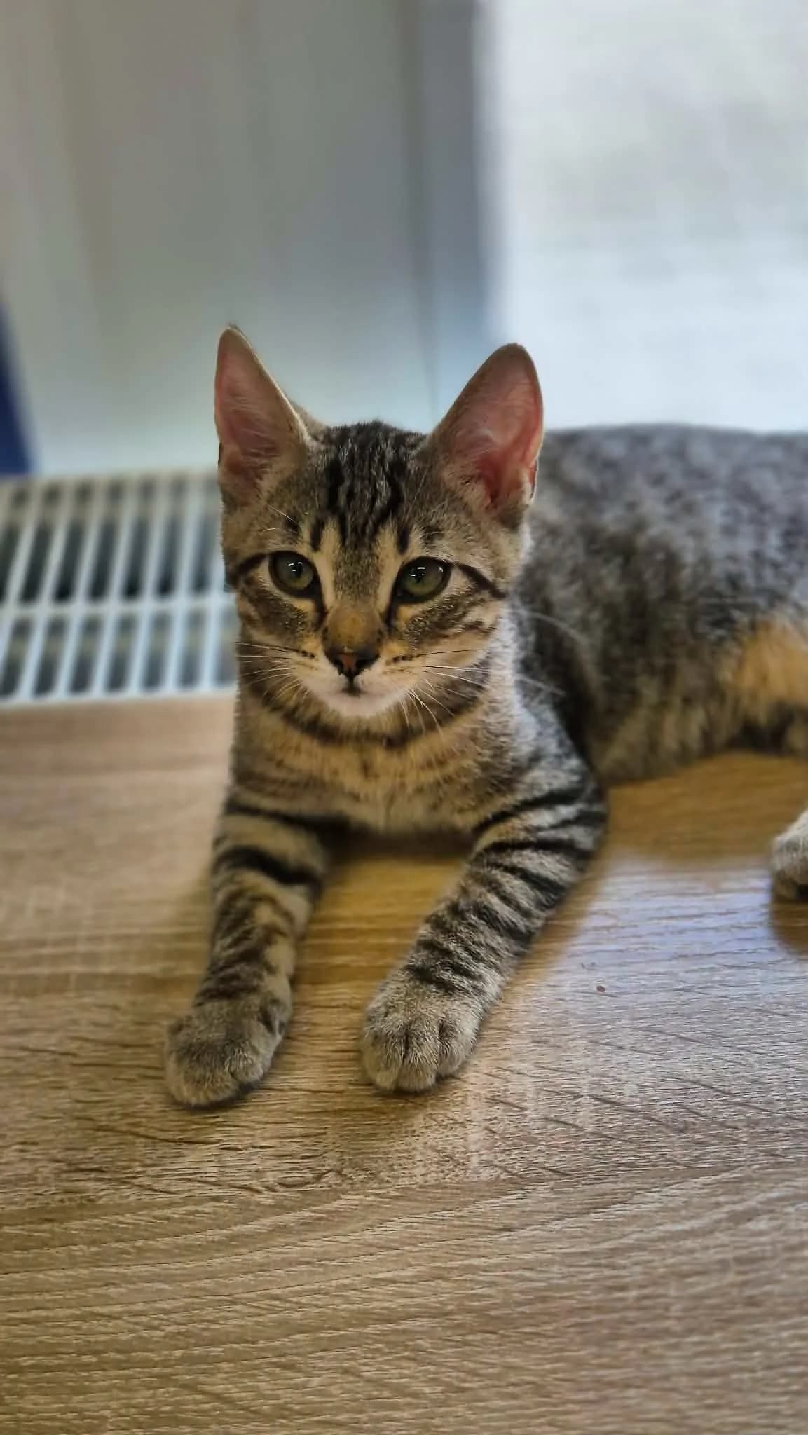 Pami, Mixed Breed for adoption at Schronisko dla Zwierząt w Słupsku