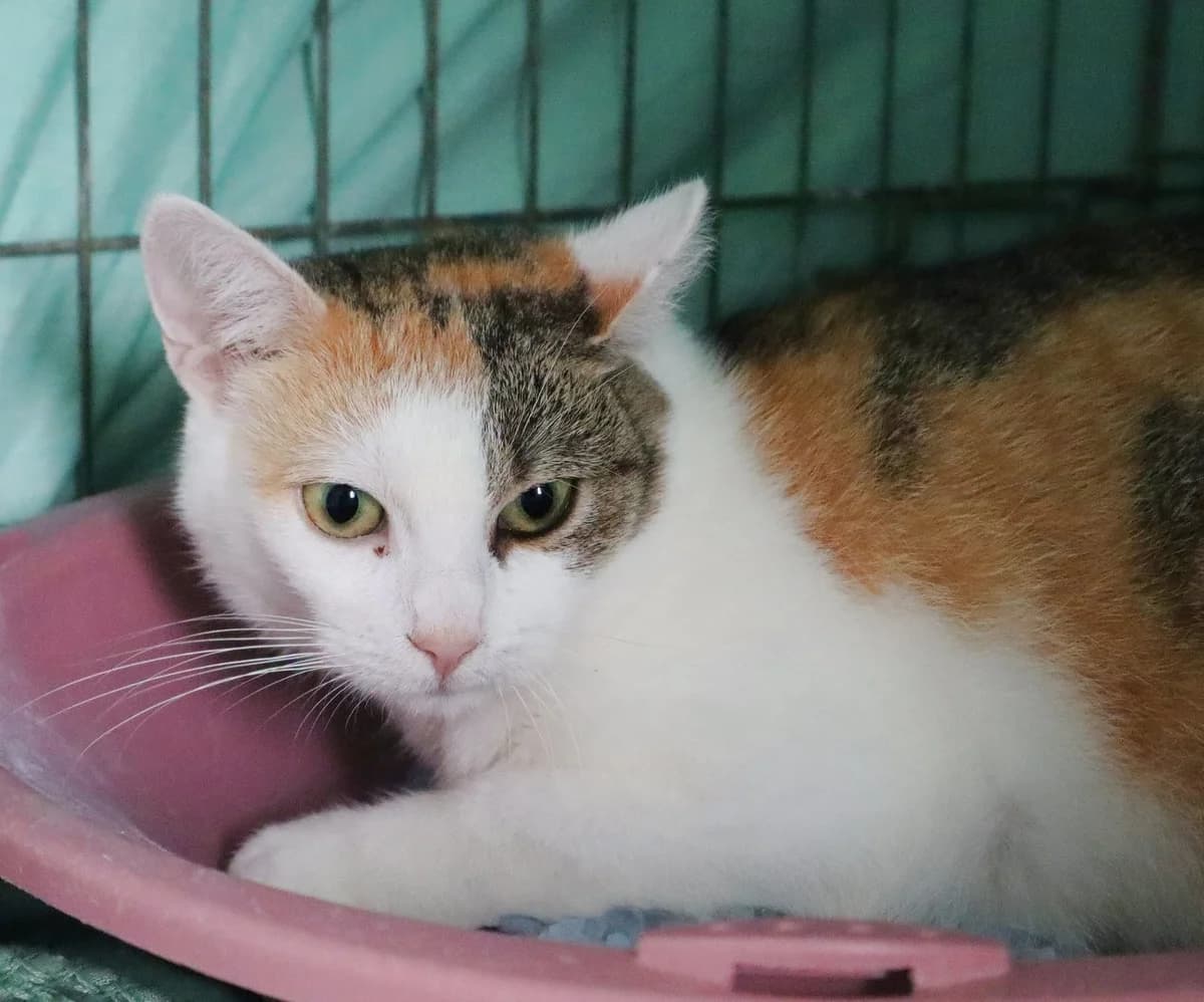 Kajzerka, Mixed Breed for adoption at Schronisko dla Zwierząt w Słupsku
