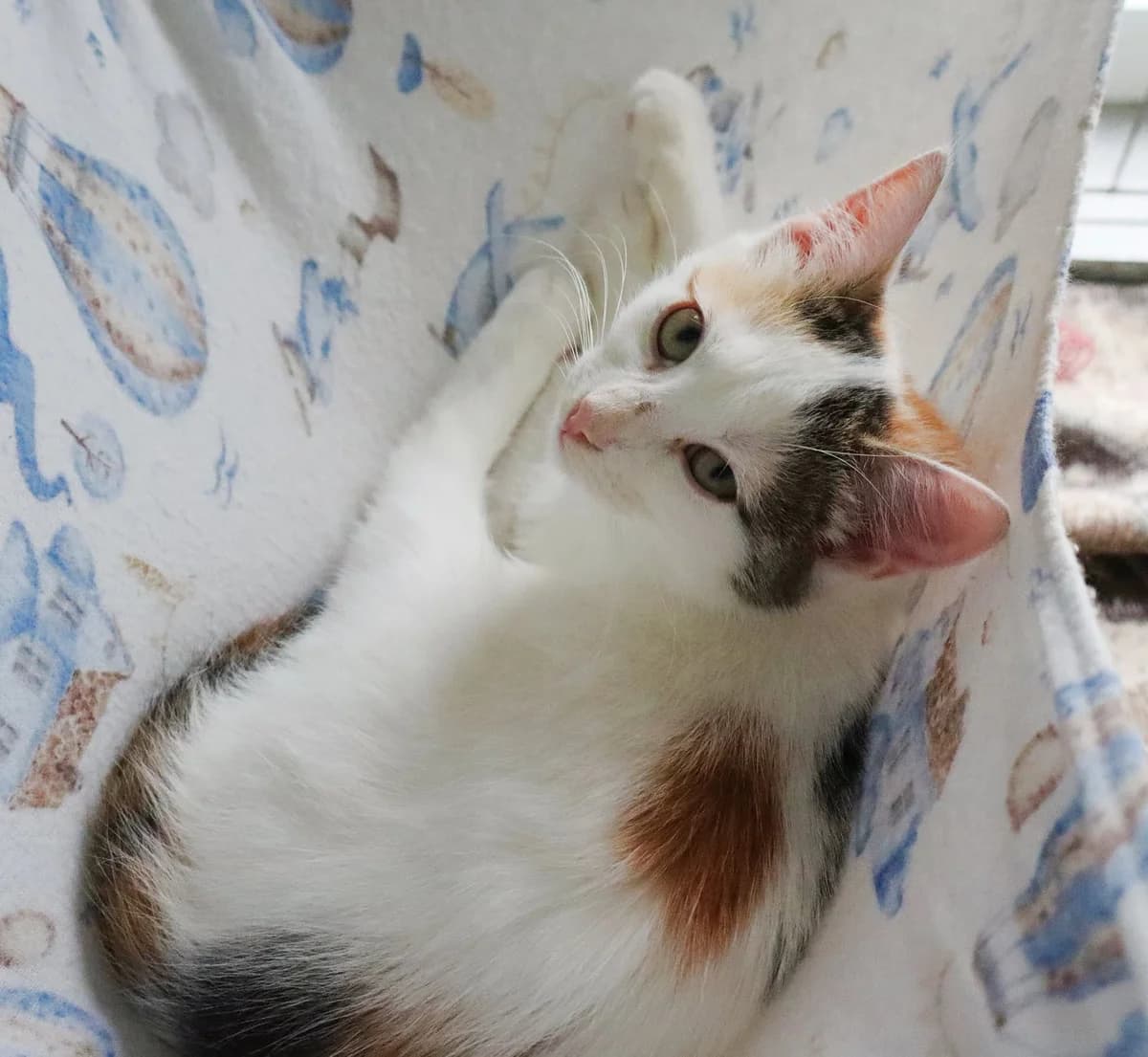 Ulti, Mixed Breed for adoption at Schronisko dla Zwierząt w Słupsku