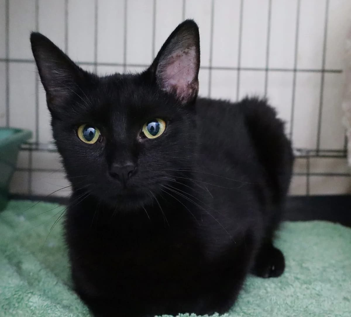Mulan, Mixed Breed for adoption at Schronisko dla Zwierząt w Słupsku