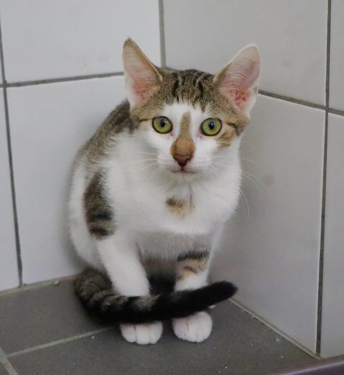 Werona, Mixed Breed for adoption at Schronisko dla Zwierząt w Słupsku