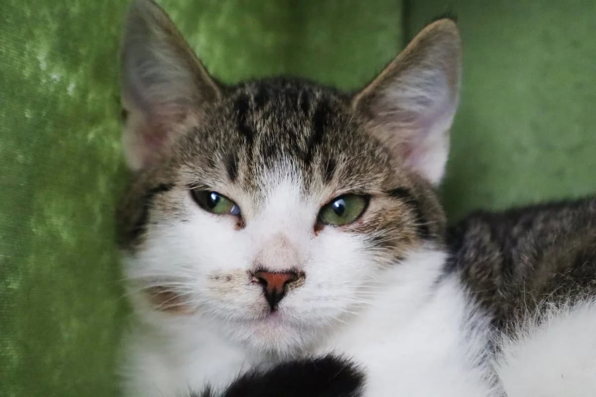 Neapol, Mixed Breed for adoption at Schronisko dla Zwierząt w Słupsku