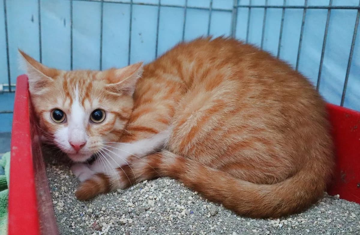 Veln, Mixed Breed for adoption at Schronisko dla Zwierząt w Słupsku