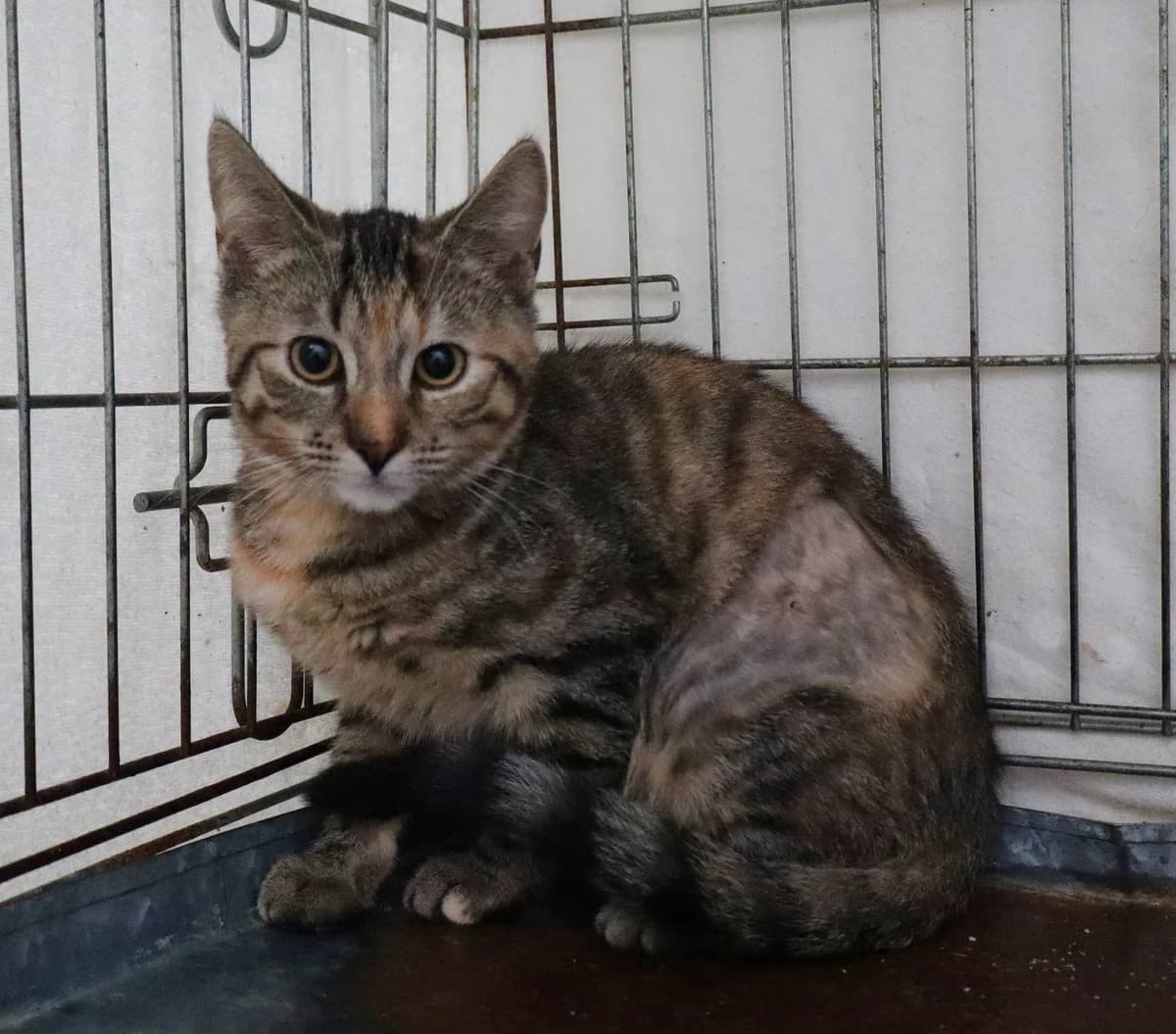 Kurat, Mixed Breed for adoption at Schronisko dla Zwierząt w Słupsku