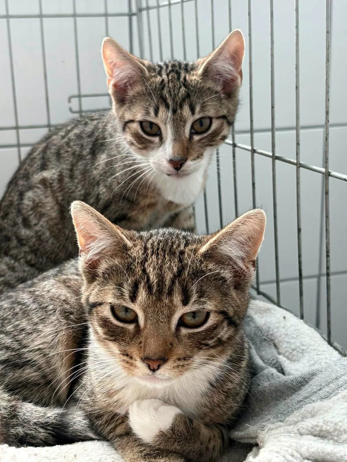 Kowalik i Kawka, Mixed Breed for adoption at Schronisko dla Zwierząt w Słupsku