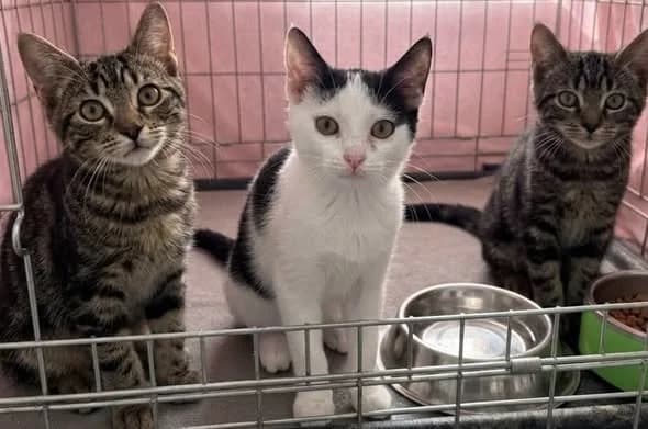 Panini, Ciabata i Pinsa, Mixed Breed for adoption at Schronisko dla Zwierząt w Słupsku