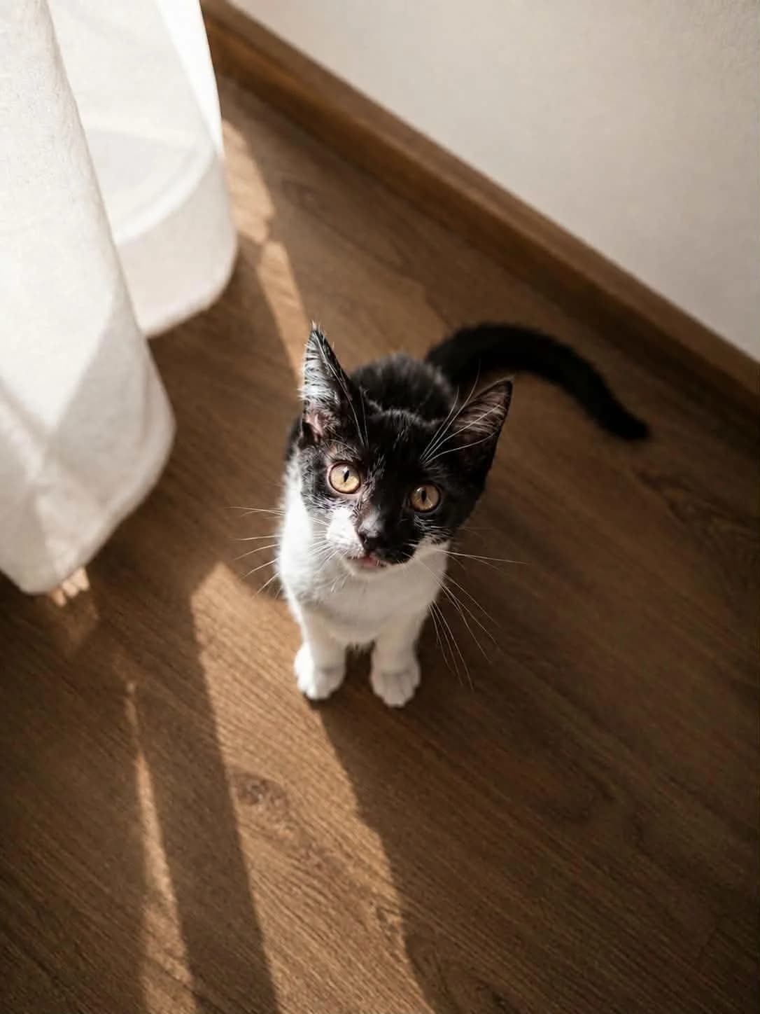 Labubu, Mixed Breed for adoption at Schronisko dla Zwierząt w Słupsku