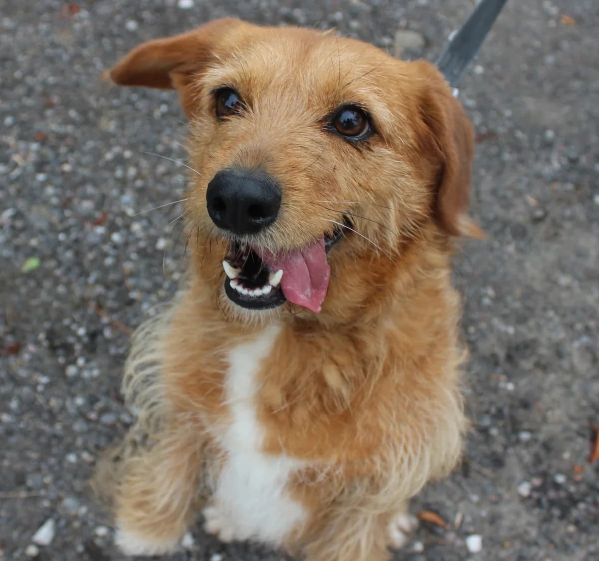 Rega, Mixed Breed for adoption at Schronisko dla Zwierząt w Słupsku
