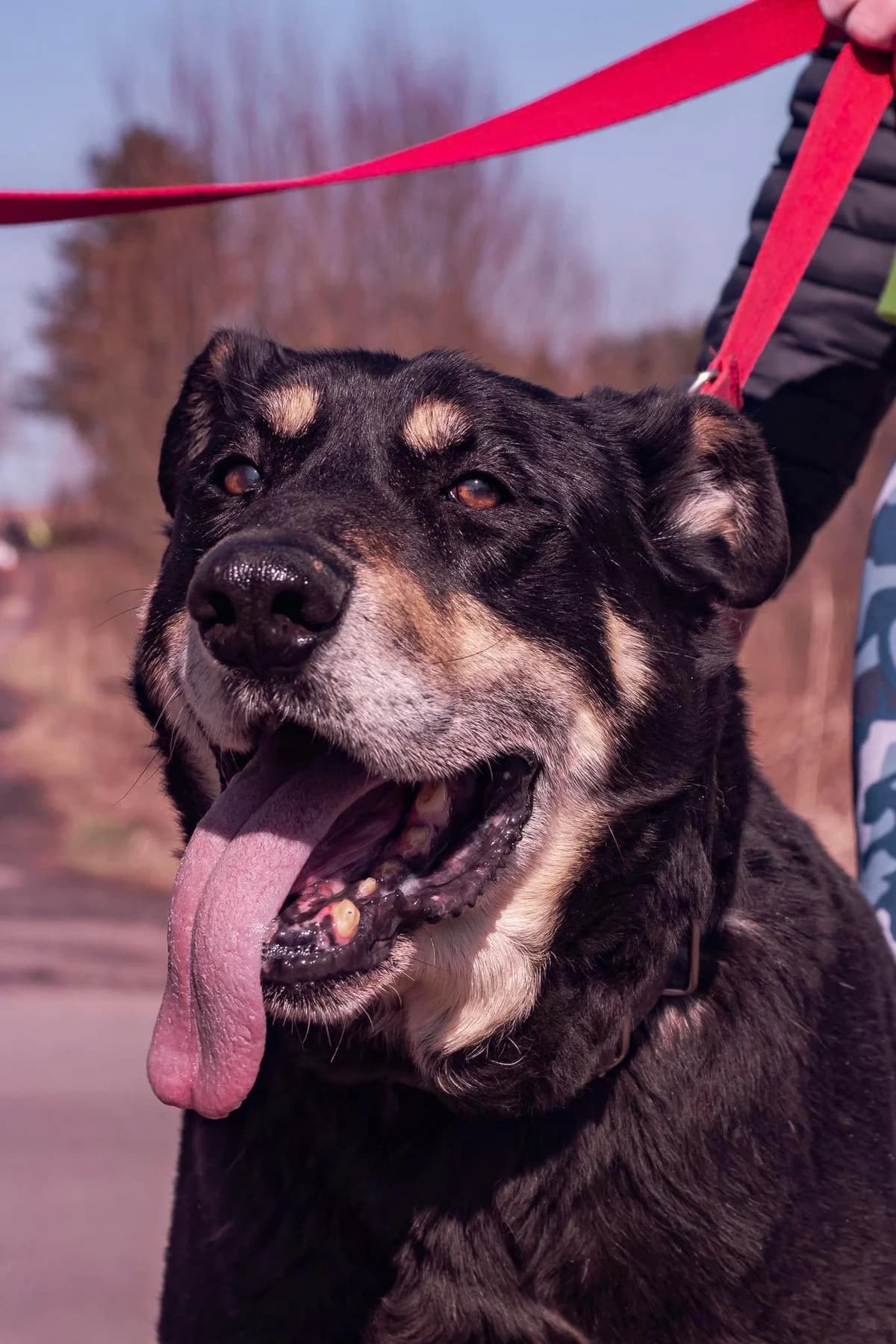 Czaro, Mixed Breed for adoption at Schronisko dla Zwierząt w Słupsku