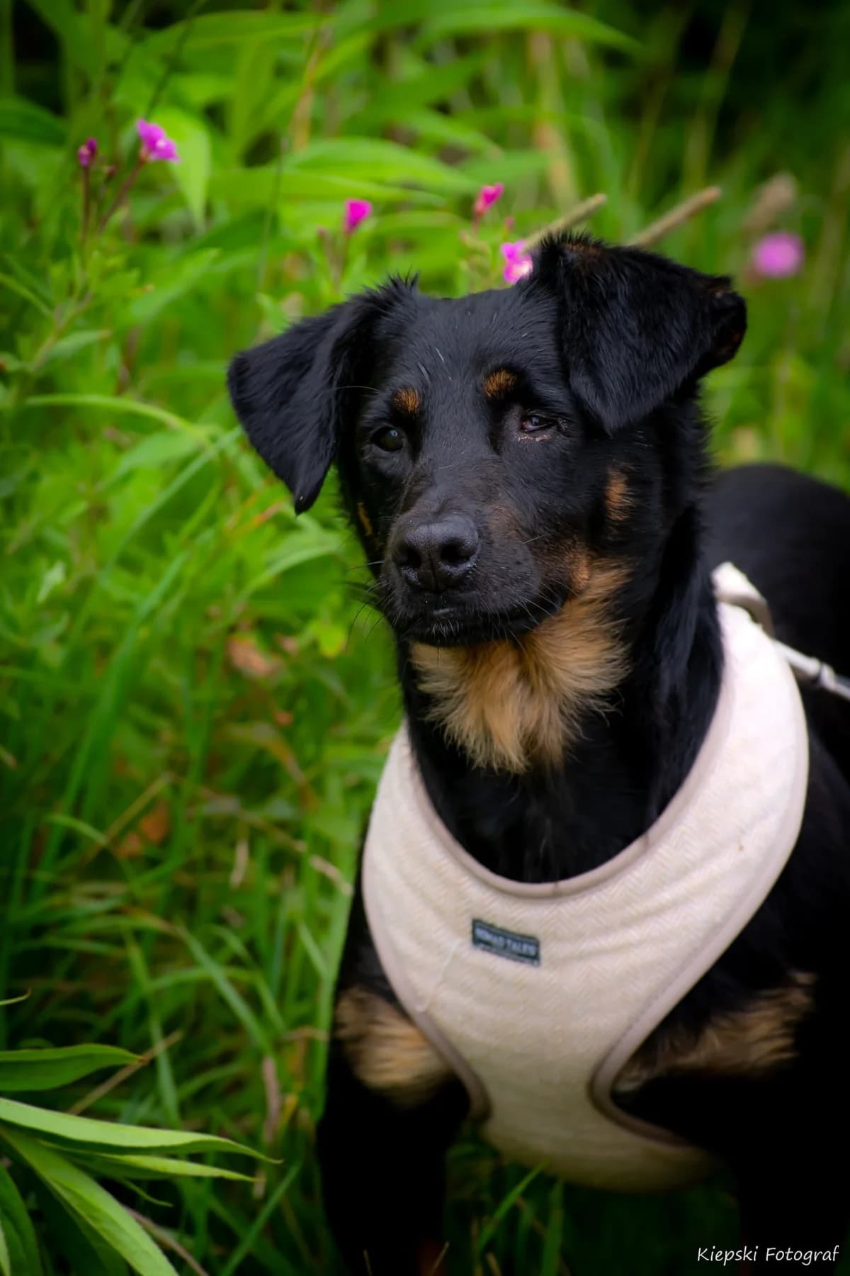 Rally, Mixed Breed for adoption at Schronisko dla Zwierząt w Słupsku