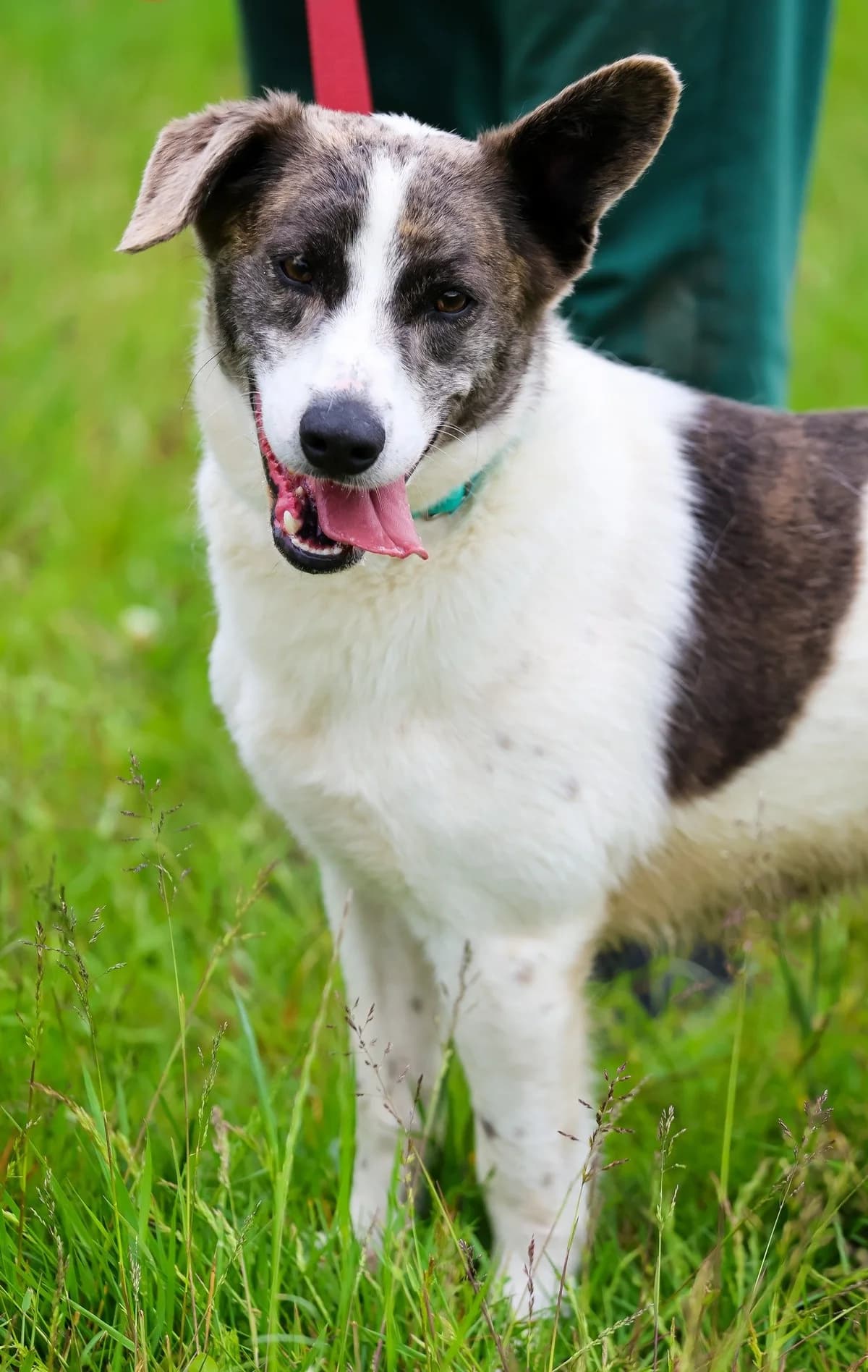 Muzzle, Mixed Breed for adoption at Schronisko dla Zwierząt w Słupsku