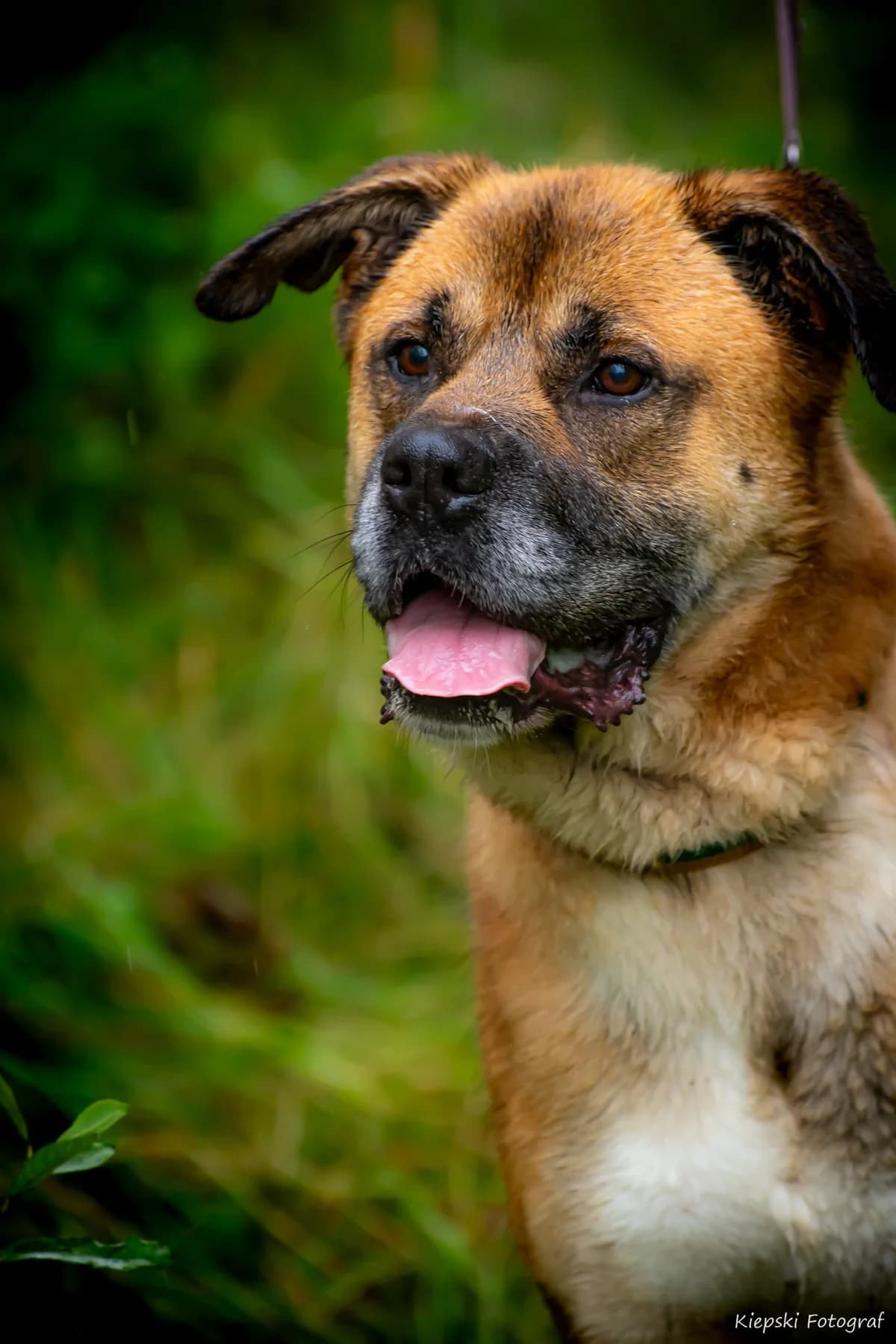 Kirro, senior Mixed Breed for adoption at Schronisko dla Zwierząt w Słupsku