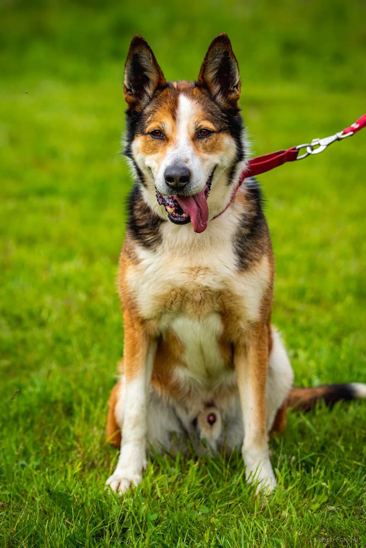 Aslan, senior Mixed Breed for adoption at Schronisko dla Zwierząt w Słupsku