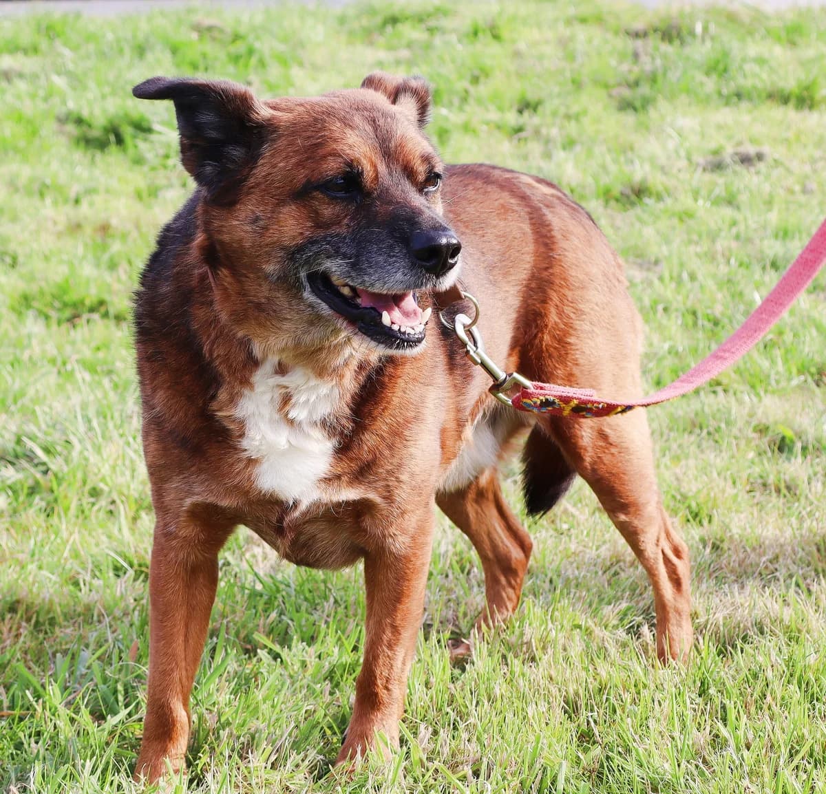 Szarik, senior Mixed Breed for adoption at Schronisko dla Zwierząt w Słupsku