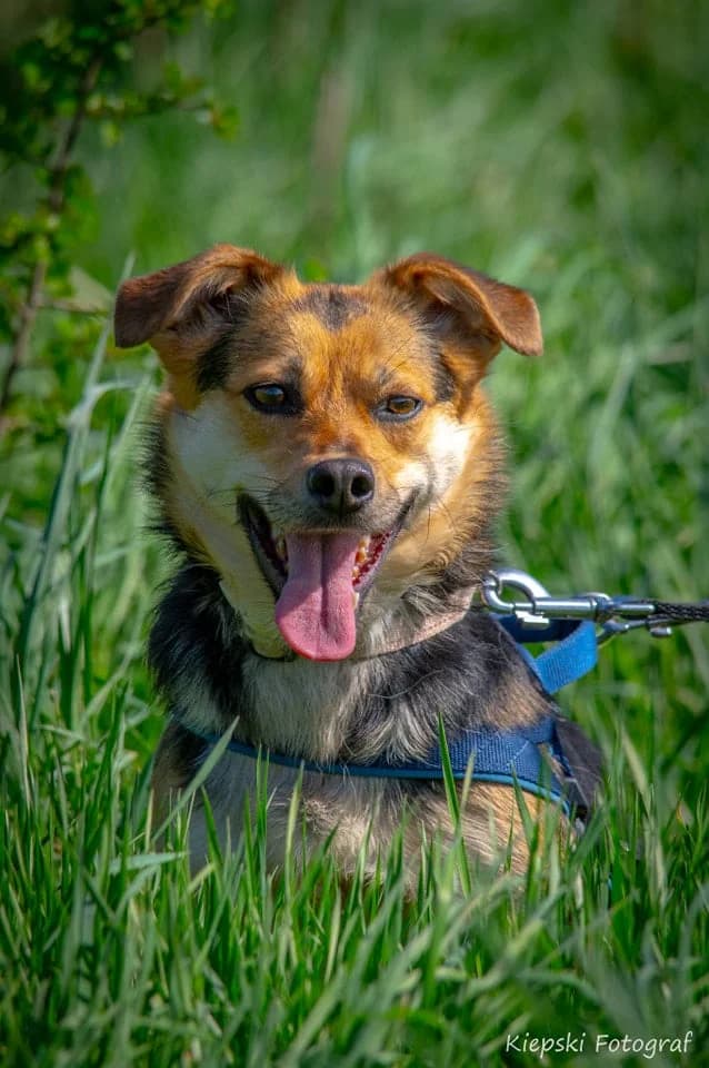 Dollie, 5yo Mixed Breed for adoption at Schronisko dla Zwierząt w Słupsku