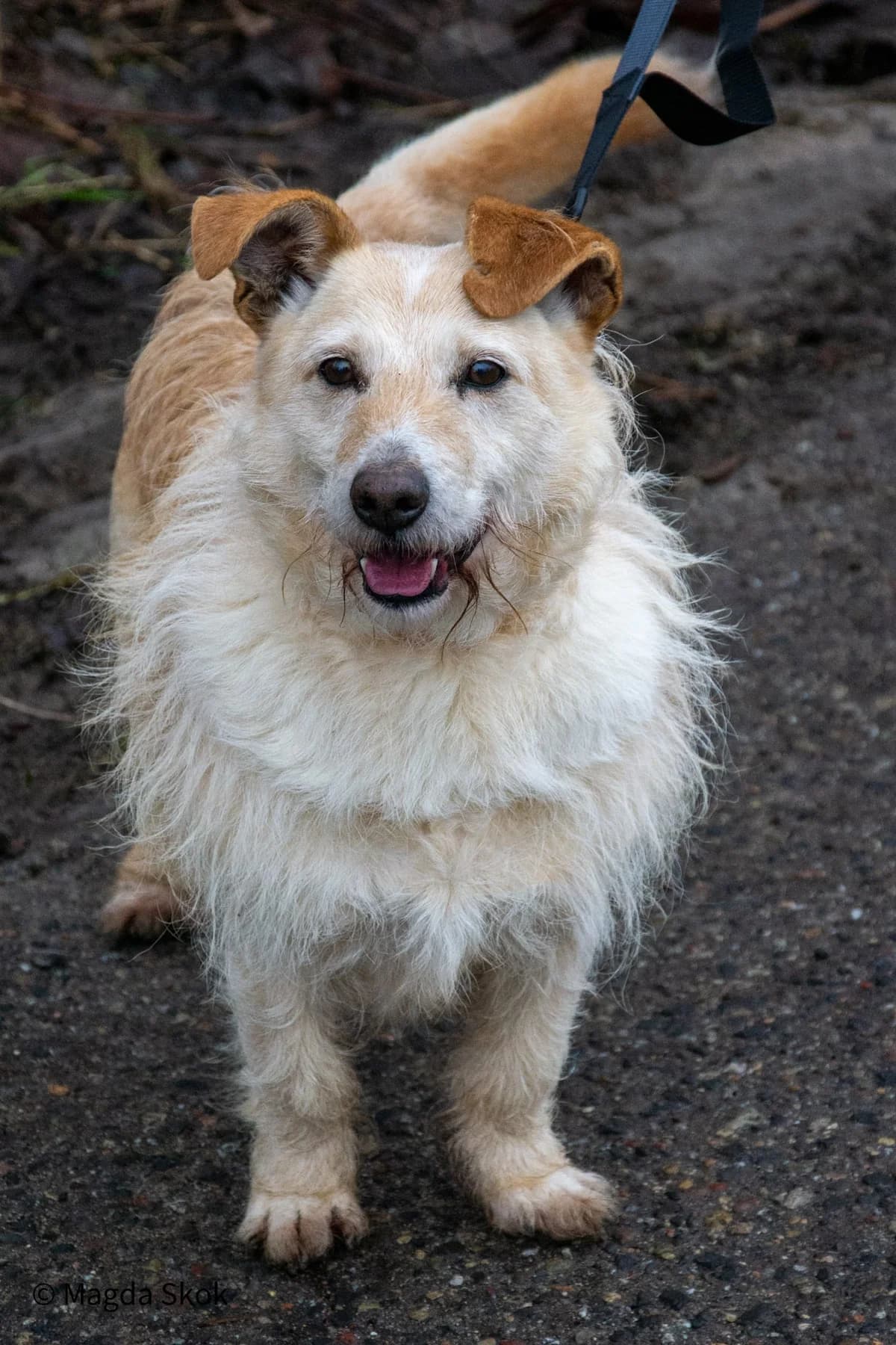 Dizzy, 5yo Mixed Breed for adoption at Schronisko dla Zwierząt w Słupsku