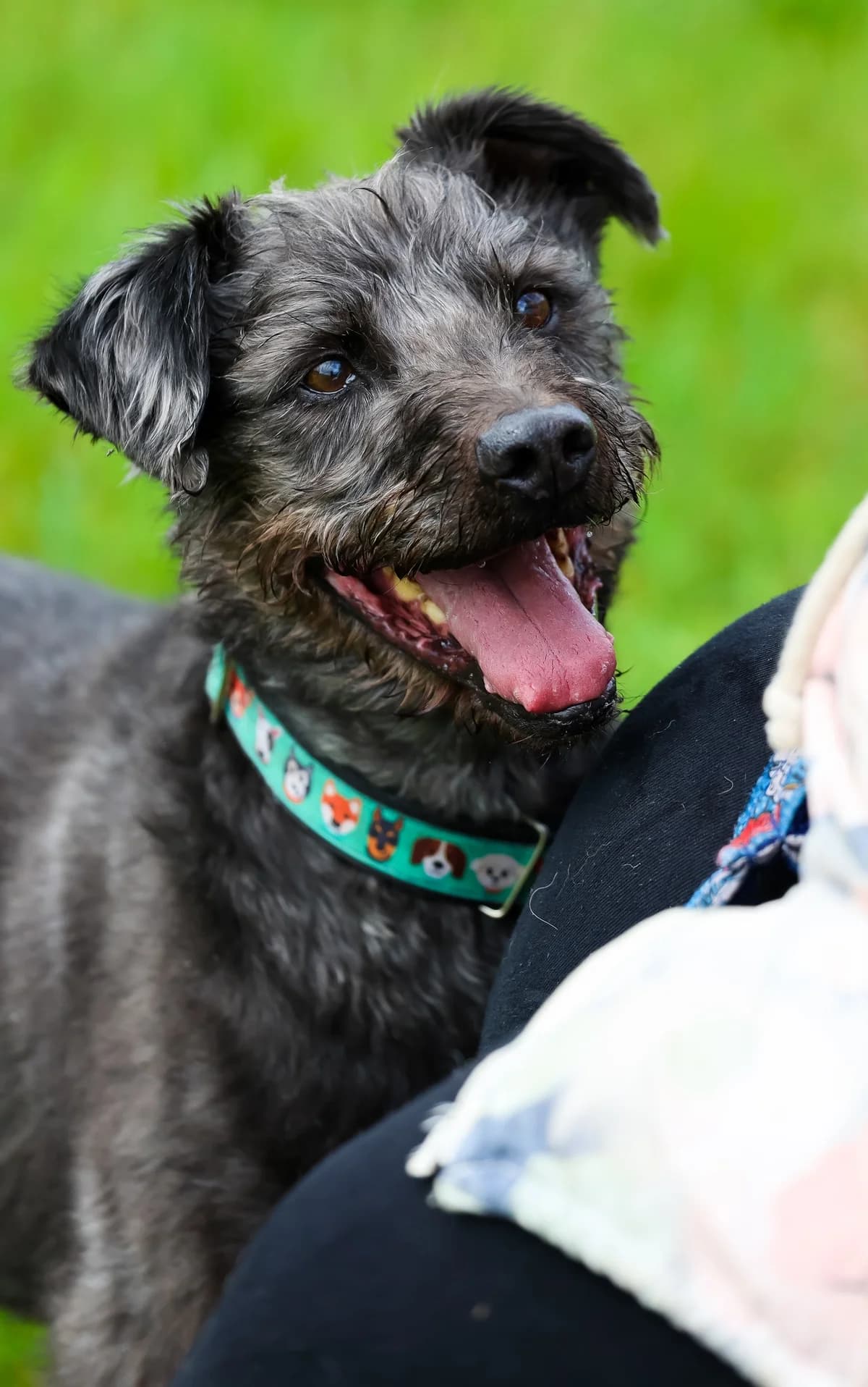 Lajos, senior Mixed Breed for adoption at Schronisko dla Zwierząt w Słupsku