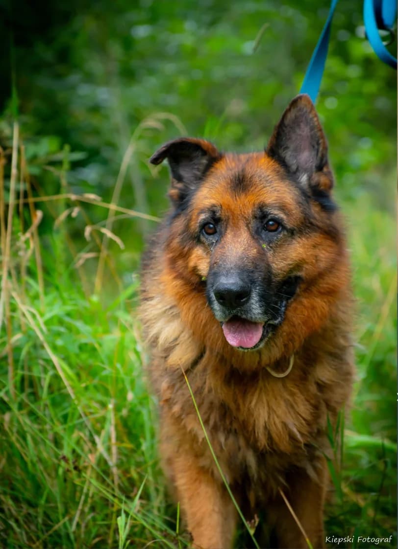 Ivar, senior Mixed Breed for adoption at Schronisko dla Zwierząt w Słupsku