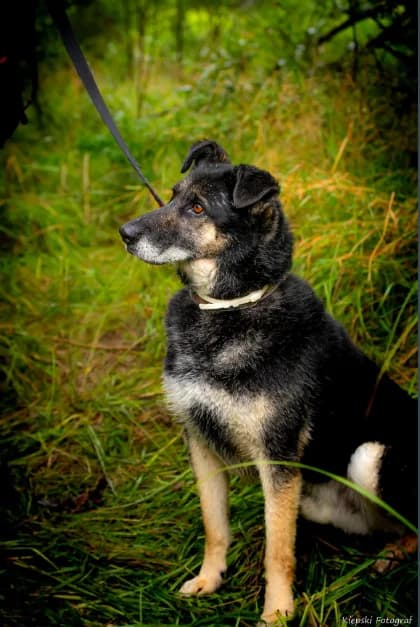 Minos, senior Mixed Breed for adoption at Schronisko dla Zwierząt w Słupsku
