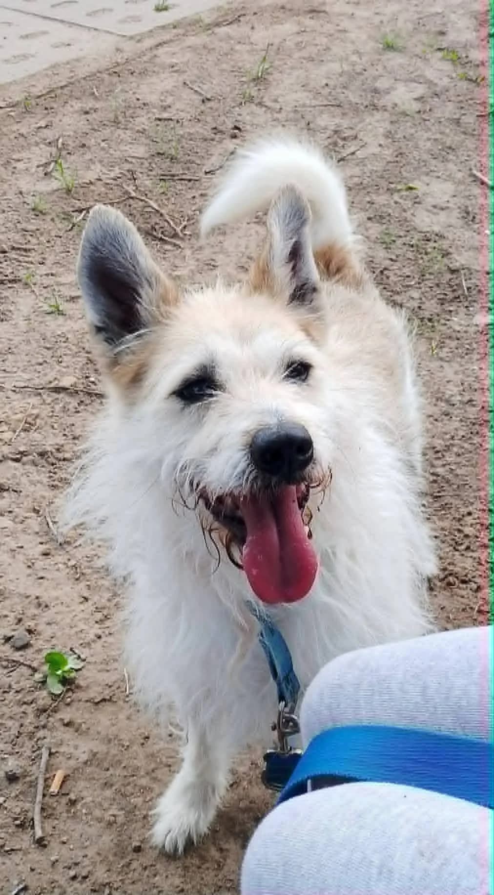 Truman, Mixed Breed for adoption at Schronisko dla Zwierząt w Słupsku