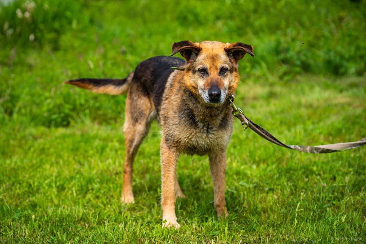 Dingo, senior Mixed Breed for adoption at Schronisko dla Zwierząt w Słupsku