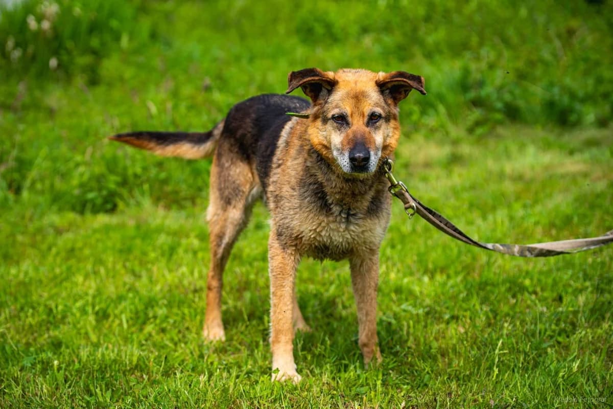 Dingo, senior Mixed Breed for adoption at Schronisko dla Zwierząt w Słupsku