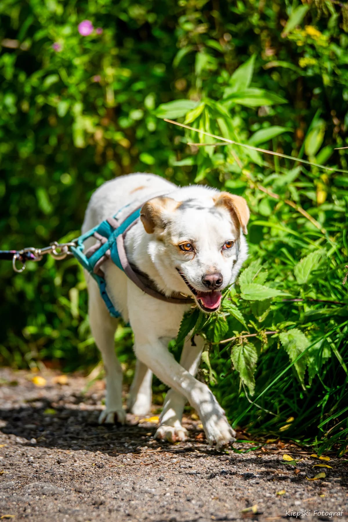Dany, Mixed Breed for adoption at Schronisko dla Zwierząt w Słupsku