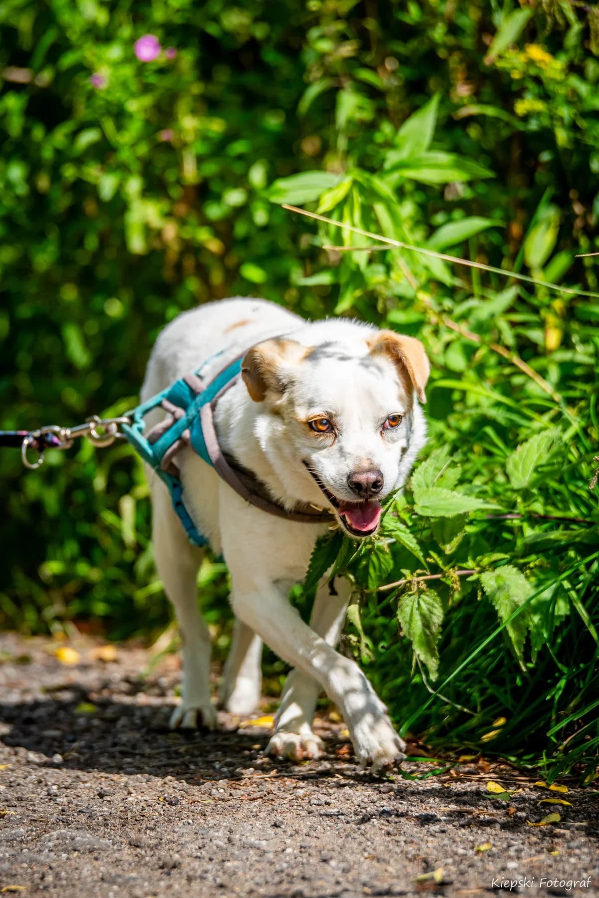 Dany, Mixed Breed for adoption at Schronisko dla Zwierząt w Słupsku
