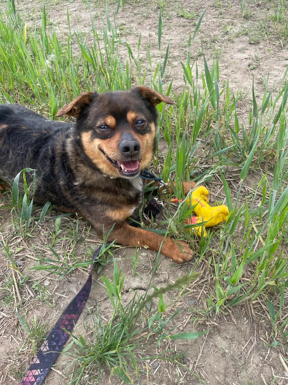 Chiro, 7yo Mixed Breed for adoption at Schronisko dla Zwierząt w Słupsku