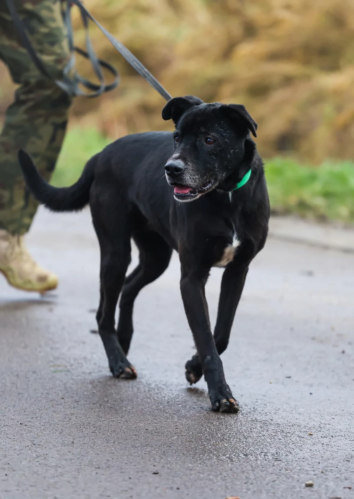 Negro, Mixed Breed for adoption at Schronisko dla Zwierząt w Słupsku