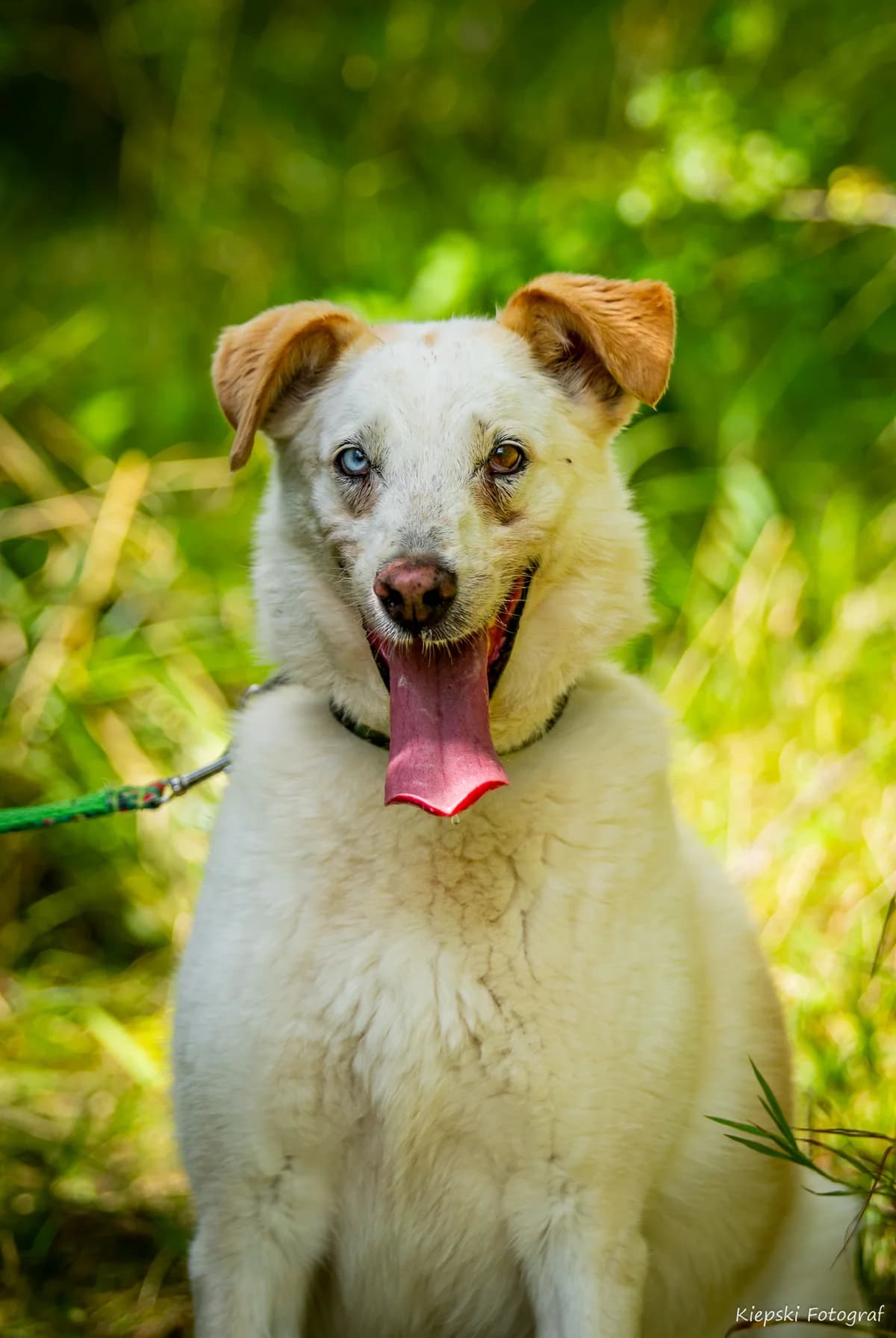 Blue, senior Mixed Breed for adoption at Schronisko dla Zwierząt w Słupsku