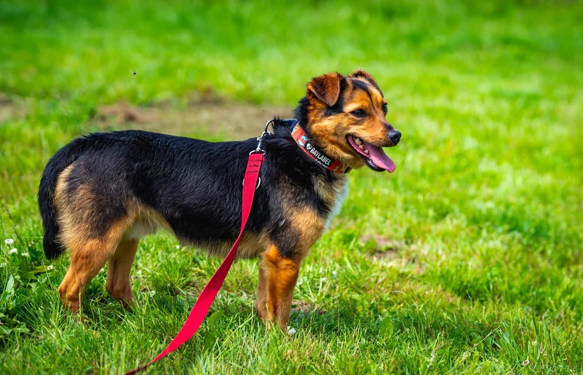 Billy, Mixed Breed for adoption at Schronisko dla Zwierząt w Słupsku