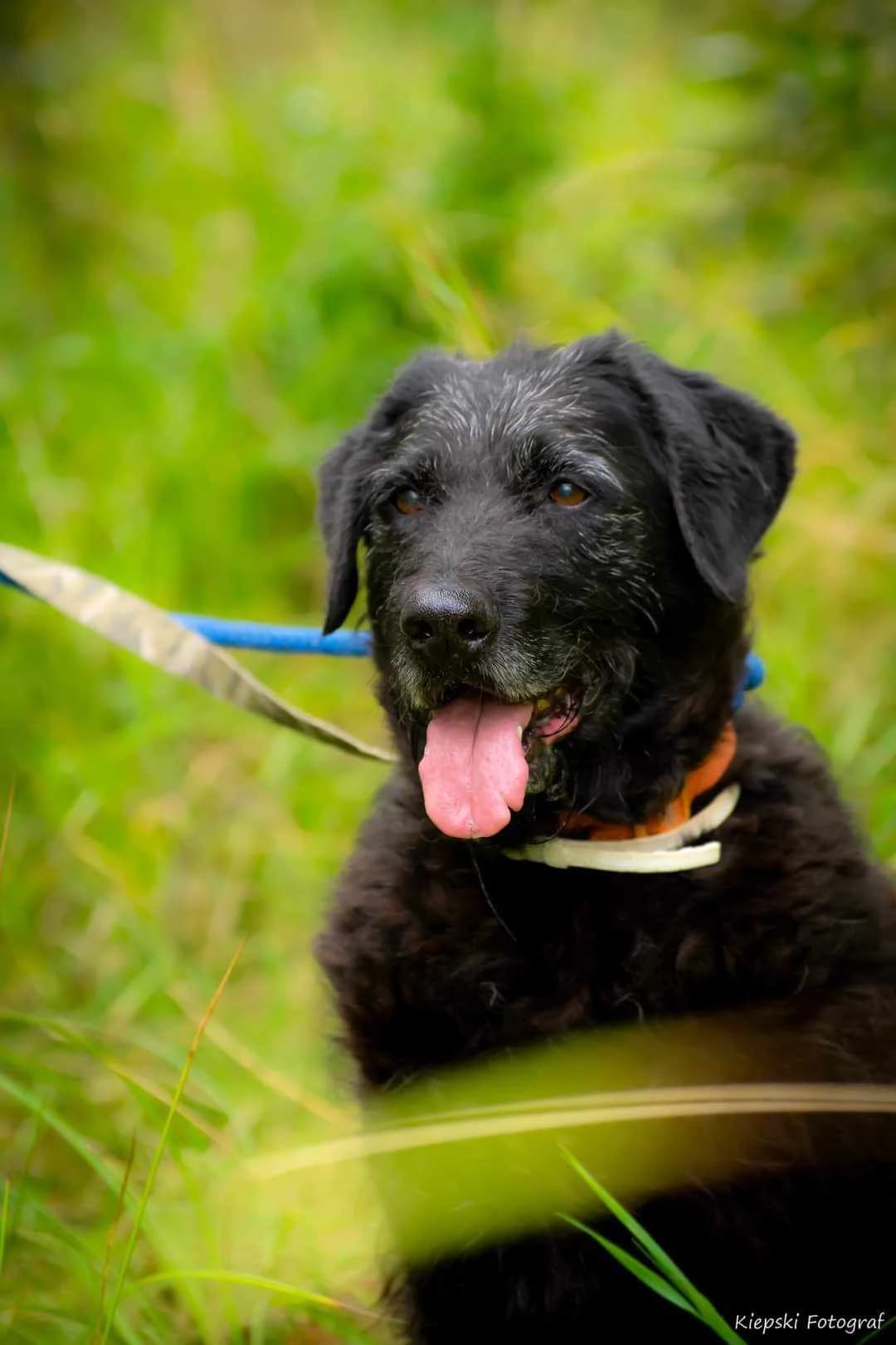 Rebus, senior Mixed Breed for adoption at Schronisko dla Zwierząt w Słupsku