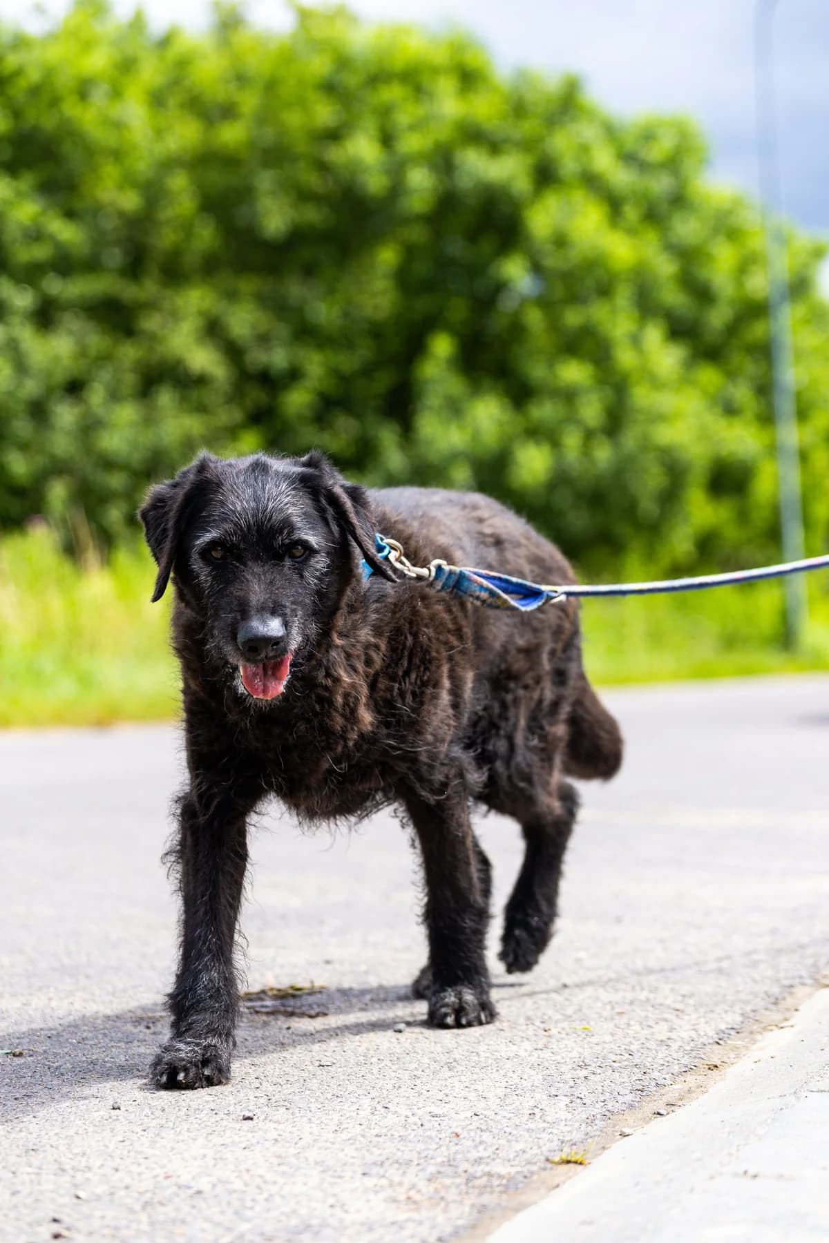 Rebus, senior Mixed Breed for adoption at Schronisko dla Zwierząt w Słupsku