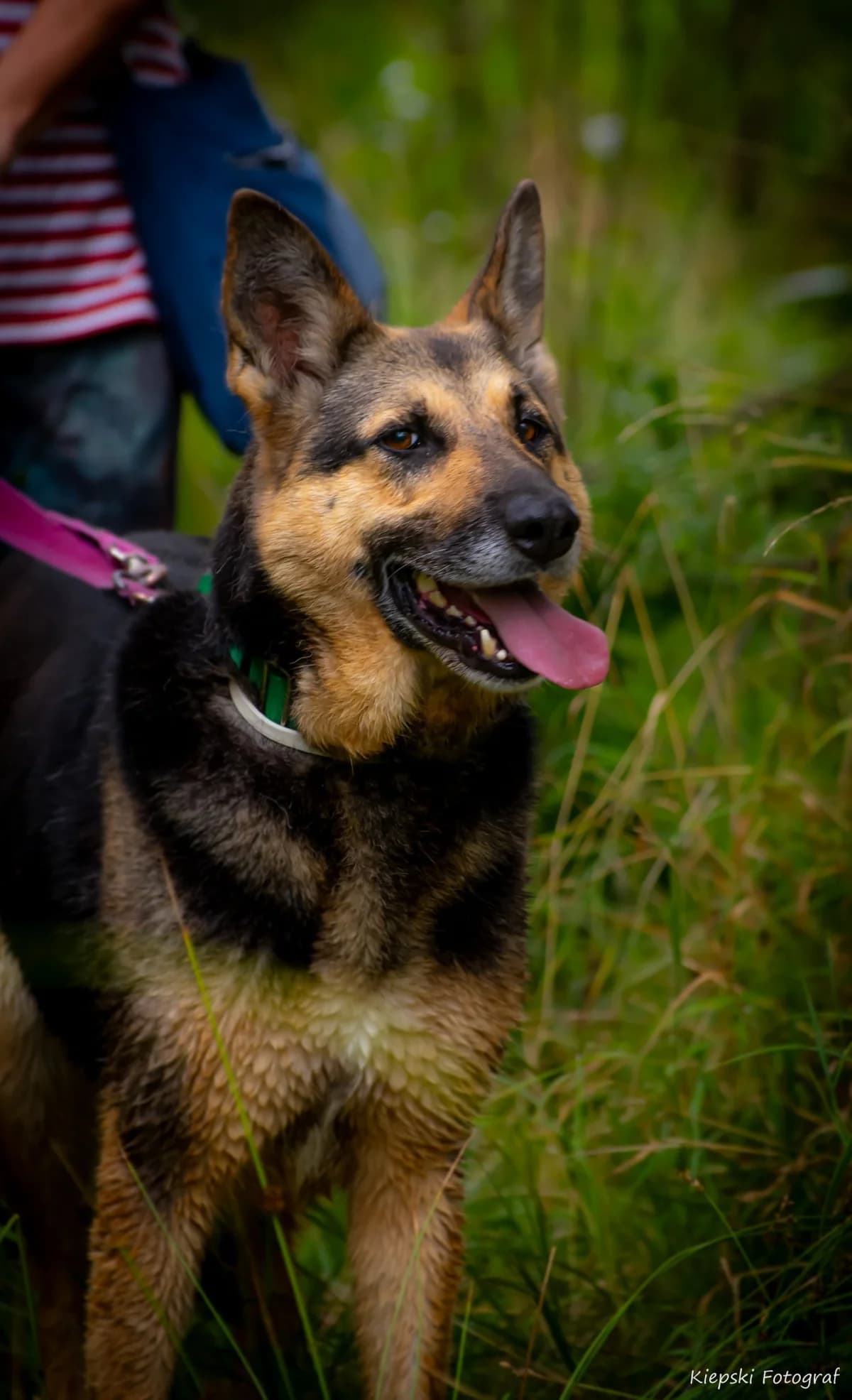 Toshiba, senior Mixed Breed for adoption at Schronisko dla Zwierząt w Słupsku