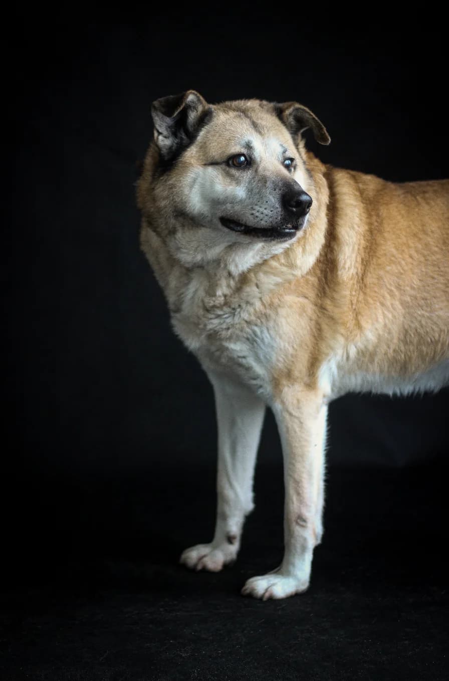 Łupka, senior Mixed Breed for adoption at Schronisko dla Zwierząt w Słupsku
