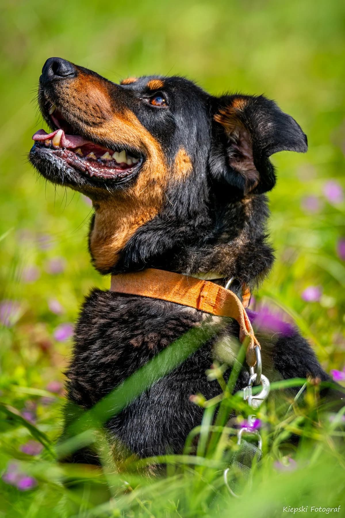 Hunter, senior Mixed Breed for adoption at Schronisko dla Zwierząt w Słupsku