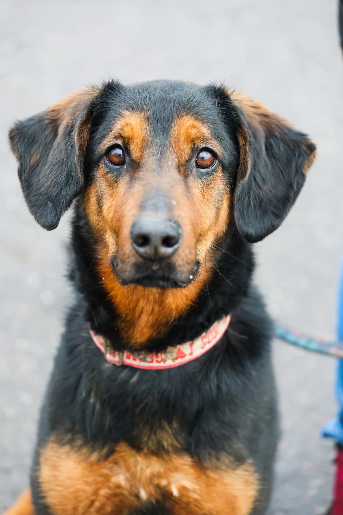 Frank, senior Mixed Breed for adoption at Schronisko dla Zwierząt w Słupsku